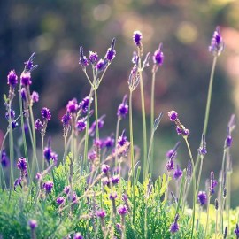 Lavender_menuze