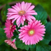 gerbera2