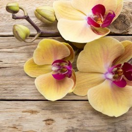 orchid_yellow