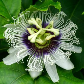 pasiflora-flower